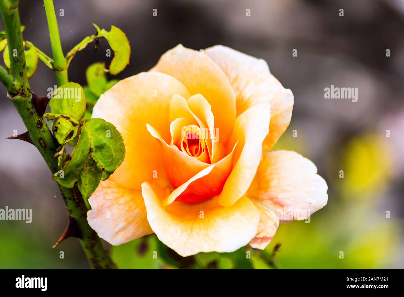 Eine orangy peachy farbige Rose blüht Neben Blätter und Stengel Stockfoto