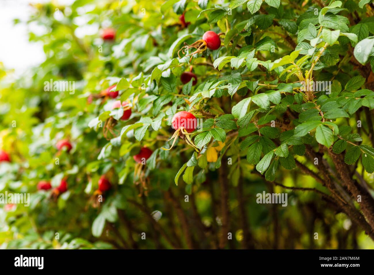 Die Absicherung eines Rosa rugosa (rugosa Rose, Rose, Japanische Rose, Ramanas rose, oder letchberry) im Herbst mit markanten roten Hagebutten Stockfoto