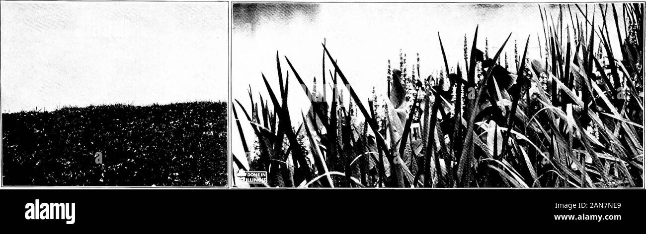 Die prairie Geist im Gartenbau; was den Leuten von Illinois getan haben und können zur Gestaltung und Bepflanzung der öffentlichen und privaten Gründe für die Effizienz und die Schönheit tun. 33. Der Beginn einer Prairie BogHere sind Wasserhyazinthe, Kardamom, Regenschirm, und der Palm - wie cur-culigo. In der modernen Mooren wachsen Orchideen, Krug Pflanzen und Jrijige^ Enzian Shallwe keine feuchten Fleck in der Nähe von jeder Gemeinschaft, wo futurcTsnreniiknsaBatr eyithe einzigartigen Blumen der Gärten bog speichern? T^iyili^v^v^Kj^34. Die Marge von einigen Alten See Illinois bei tropischen Pflanzen wölbte sich über die Bank, wie sie diese Baumfarne, Stockfoto
