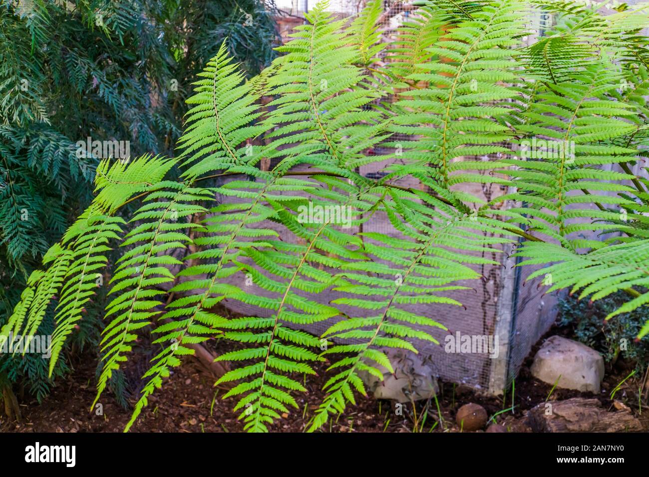 knstliche palme ikea IKEA FEJKA Artificial potted plant, in/outdoor Kentia palm, 23 cm