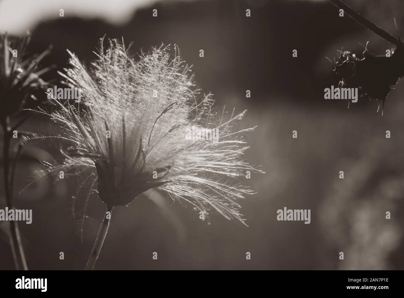 Nahaufnahme einer Distel im Herbst, im und Schwarzen und Weißen, seidig Kontrast, flauschige Thistle Samen im Sonnenlicht Stockfoto