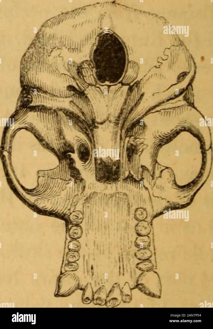 Die Einheit der menschlichen Rassen erwiesen sich die Lehre der