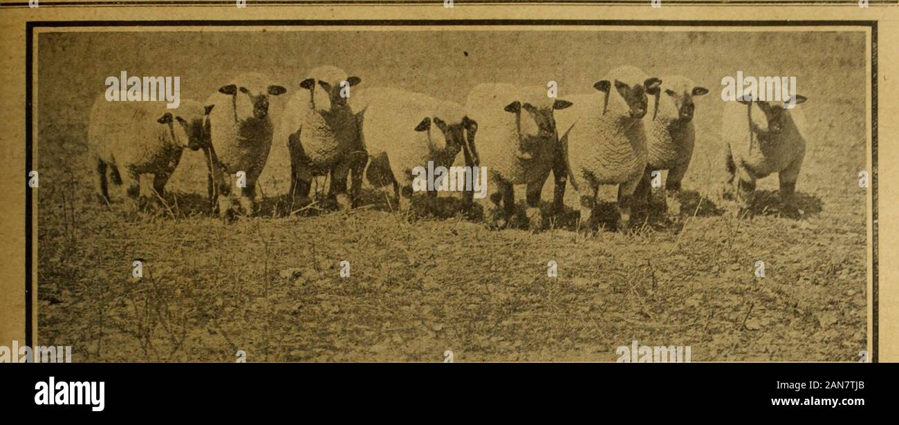 Die Mark Lane express, landwirtschaftliche Zeitschrift &c. Juli 22,1907 MARK LANE EXPRESS LANDWIRTSCHAFTLICHEN JOURNAL 133. Der Feder von Hampshire nach Ram Lämmer, mit dem Herr J. Blume, Chilmark, die Meisterschaft an der Salisbury Paar gewann letzte Woche. Schafe VERTRIEB UND MESSEN. Bury St. Edmunds. An das Lamm Veräußerung in Bury St. Edmunds onWednesday, ungefähr 3.500 Lämmer und Mutterschafe werecatalogd, einschließlich 2.000 Suffolk andwether EWE Lämmer, 1.000 Hälfte-gezüchteten Lämmer und 400 Schwarz - gegenübergestellt und die Hälfte - gezüchtete Mutterschafe, versandten bywell bekannten Züchtern. Für alle Suffolk Lämmer Therewas eine scharfe Handel ganz spät. Heavyhalf-gezüchteten Lämmer waren p Stockfoto