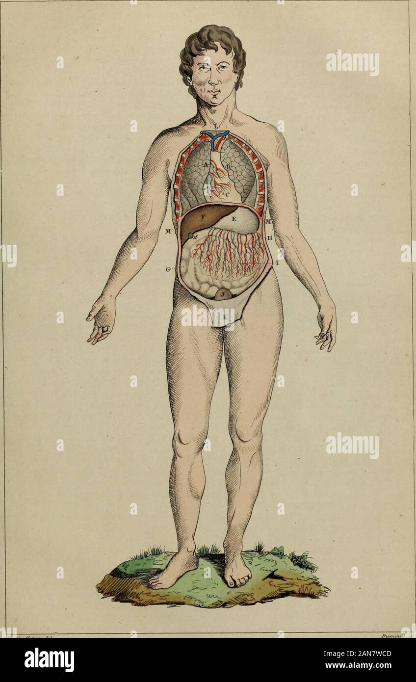 Wörterbuch pittoresque d'histoire naturelle et des phénomènes de la Nature. s grandeque toutes les espèces connues jusquà ce Jour; Cest la géante Physe, Physa gigantea, Michaud, publiée dans le Magasin de Zoologie de M. Guérin-Méneville, année 1857, Cl. 5, Pi. 82; elle vientdu siliceux calcaire du déparlement de la Marne. (Louis Rousseau.) PHYSETER. (Mamm.) Nom latin des animauxdu genre Cachalot. Voyez ce Mot. (Gerv.) Physiologie. La Physiologie eine Gießen objetlétude des Bewegun des être organisés. Les médecins et les naturalistes sind jusquà cejour Presque les seuls qui se soient occupés dét Stockfoto