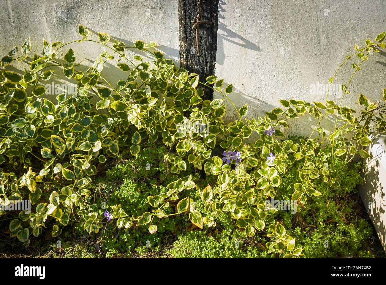 Bunte immergrün Vinca bietet einen willkommenen Hauch von Farbe und Interesse in den Wintermonaten in einem Englischen Garten Stockfoto