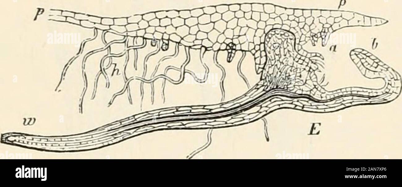 Vorträge auf der Physiologie der Pflanzen. die Entwicklung des Embryos von theVascular Kryptogamen im Allgemeinen, auf diese Regelung verwiesen werden, obwohl occasionaldeviations auftreten. Aber, es liegt ziemlich außerhalb unserer gegenwärtigen Zweck moreclosely in diese embryologische Details einzugeben. Was besonders interessiert uns von Feigen sufficiendyexplained ist. 427. ^ ist der Hals der archegonium a und at/theyoung Embryo gesehen; um ^ist ein Embryo etwas weiter entwickelt, von denen die howeveronly shoot-Teil gesehen werden kann, die wachsende-Punkt von s und itsfirst noch sehr jungen Blatt-Ummantelung b, in der Fo Stockfoto