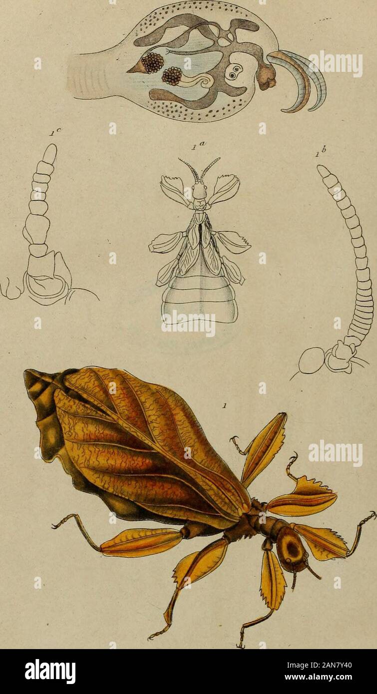 Wörterbuch pittoresque d'histoire naturelle et des phénomènes de la Nature. J? 2. liivllooères lhvllilios 3.4. B Cuerm J, r S 6 lïiyllo Sortie en. /^t* Uj %-lI. 54-9 U&lt;) 8k). J PhvllK 3. Phylliroé, PI 1 YL 44 Ich PIIYL leur Base; Ovarien environné disque à sa Ba^c Jesix glandes Courtes, obtuses; Kapsel à trois logeset à sechs Ventile, formant extérieurement sechs marquées dautant côtesdistinctes et de sillons. Mez arbre est indigène au Brésil, où Il est Kom-mun Para; Les Créoles lui donnent Le nom de Couami-Pura, quils donnent également à toutesles Plantes nicht auf se sert Gießen enivrer Les p Stockfoto