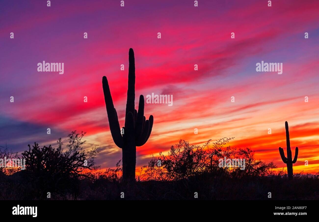 Silhouette einer Saguaro Kaktus mit einem lebhaften und feurigen Sonnenuntergang in der Nähe von Phoenix Arizona Stockfoto