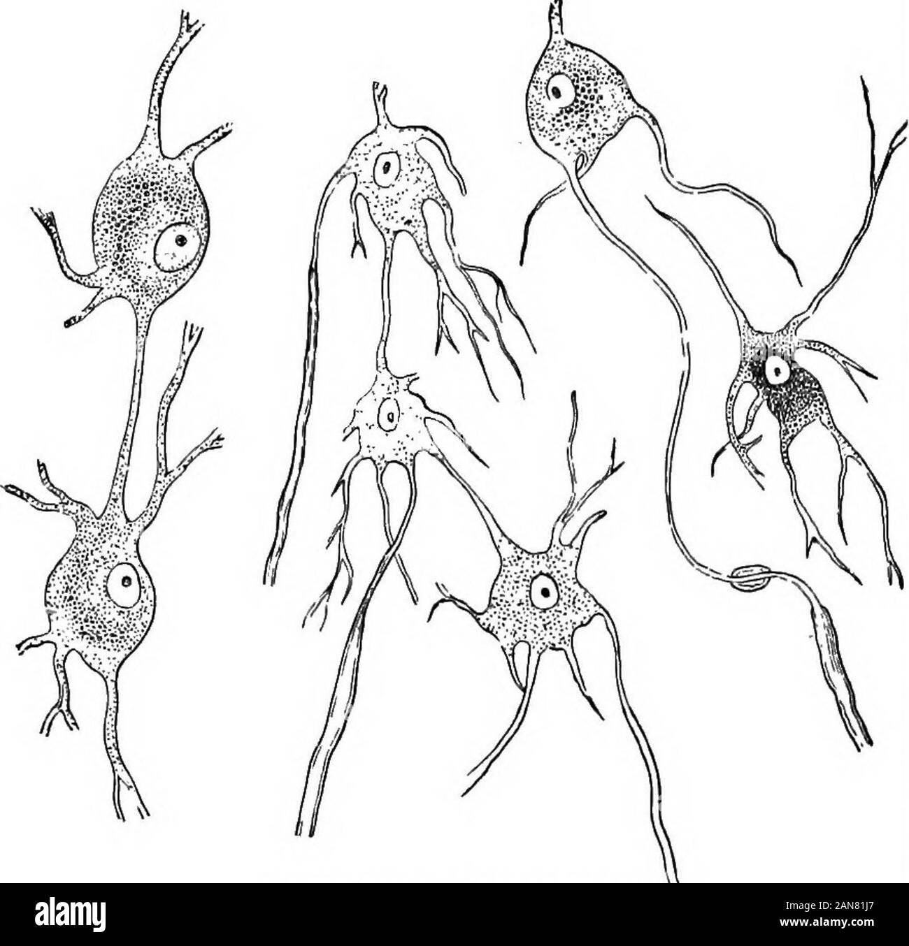 Eine encyclopaedic Medizinische illustrierte dictionaryBeing ein Wörterbuch der technischen Begriffe von Schriftstellern auf die Medizin und die Sicherheiten, die in der Lateinischen, Englischen, Französischen und Deutschen Sprachen. Nerv-cs kugelig, pyramidal, spindleform oder stellate, mit einem oder mehreren Prozessen. Einer dieser Prozesse (sometimesmore) ist mit einem Nerv - Glasfaser angeschlossen, und ist der Achse - cylinderprocess genannt; die verbleibenden Prozesse (protoplasmic Prozesse) eitherend Blind oder anastomosen Form mit ähnlichen Prozessen von othercs. Die Prozesse, die c.-bodj ^. Und manchmal auch die c.-Kern, showa Fibrillierte s Stockfoto
