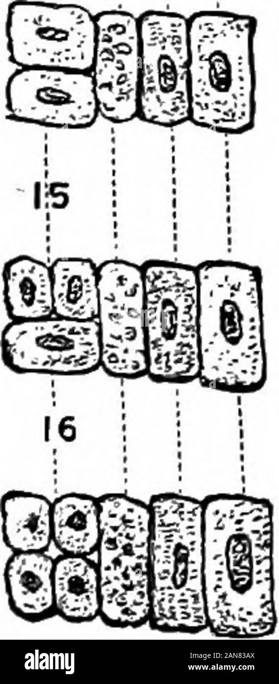 Eine encyclopaedic Medizinische illustrierte dictionaryBeing ein Wörterbuch der technischen Begriffe von Schriftstellern auf die Medizin und die Sicherheiten, die in der Lateinischen, Englischen, Französischen und Deutschen Sprachen. Arein | " irSo? ihn° w £ h selbst entwickelt entweder direkt oder byrraduaiiy verliert seine Abteilung Wasser aus dem cs Der archespore. B, und wird verdickt; 10, 104, 329; Engler (B, 245).] - Mutter - c. von Themiddle und 11, untere; Layer gtoma. Fr., Cellule - Kot du stomate. 3; TheSf iralh^ Po? ewhtch Gemüse c, teilt das twoby Prozesse der diviflionindi-Guard-cs zu bilden. [B104] Siehe unter Bewachung - Stockfoto
