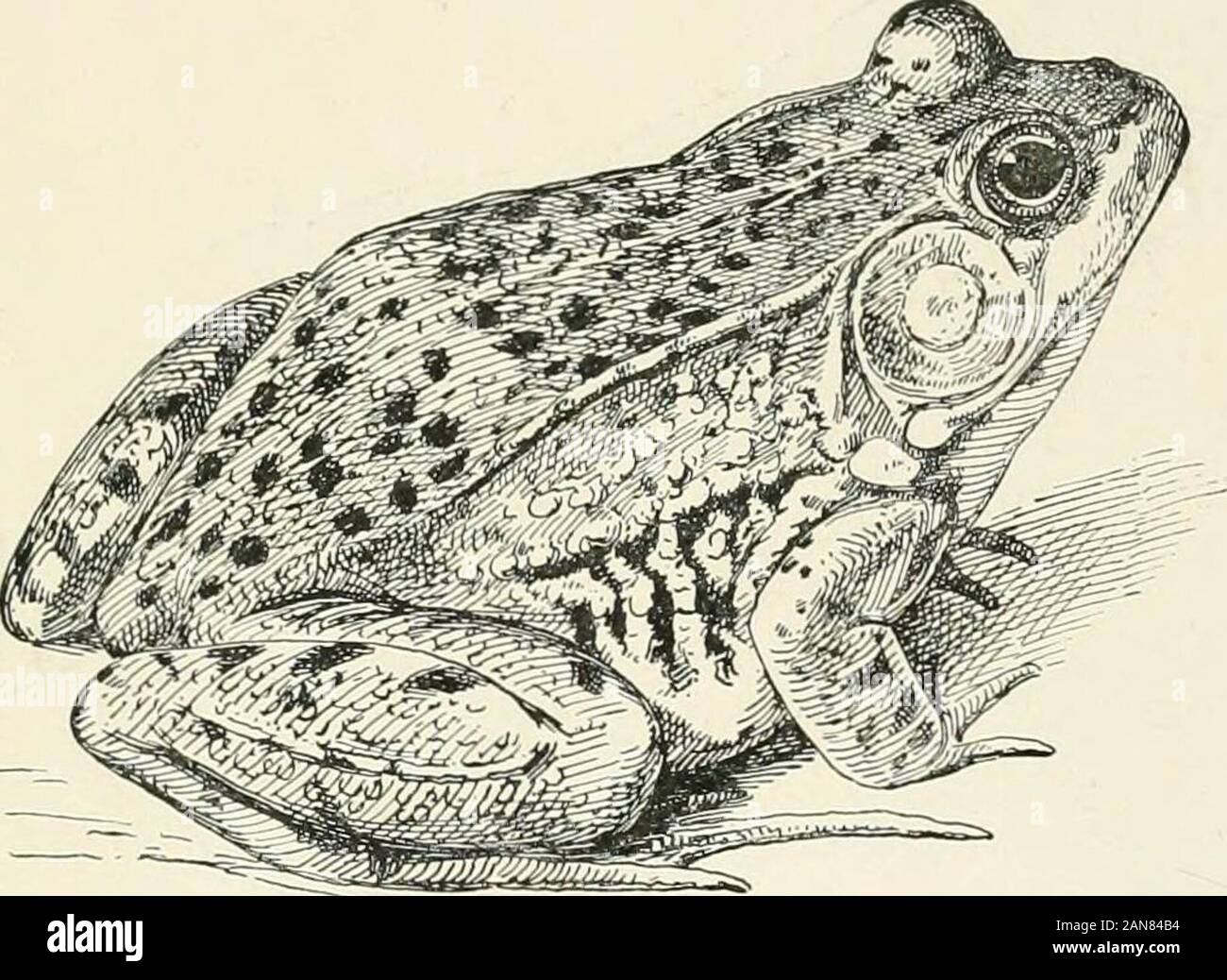 Die Schildkröten, Schlangen, Frösche und andere Reptilien und Amphibien von Neu-england und den Norden. 27. Ring-Necked Schlange. Diadopliis pmutalus. Länge 15 cm, violett-schwarz; Bauch, orange, mit einem kleinen schwarzen Punkt auf jeder Skala; hell-orange ringaround Hals. (32) Frösche. Salieiitia. 1. Bull Frog. Rana catesbiaiia. Länge, fünf bis acht Zoll; Kopf, liright Grün; zurück, greenisii - hlack mit schwache schwarze Flecken; Trommelfell largerthan Auge; Falten von Auge auf Seiten der wieder sehr schwach. Auch durch seine Größe und Stier bekannt - wie Voice. (33). 2. Grüner Frosch. Kaiia datnata. Länge, drei bis vier Zoll; fac Stockfoto