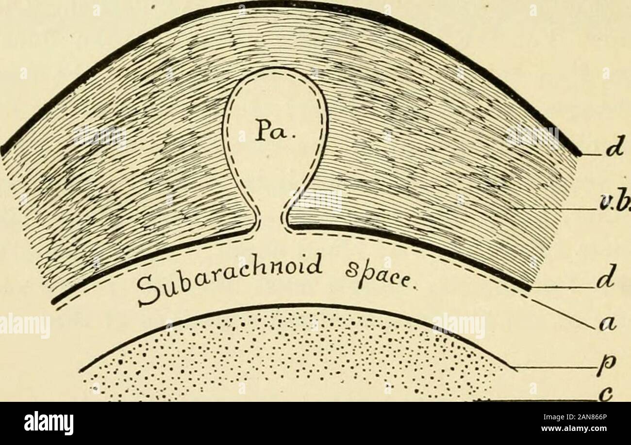 Physiologie und Biochemie in der modernen Medizin. inch, die frei anastomose vor Eintritt in das Hirngewebe. 247 248 die Durchblutung Das venöse Blut durch die kleinen, sehr dünnen erhoben werden dünnwandige und Ventil - weniger zerebralen Venen. Diese gemeinsam größere Venen dis-Laden in den Kurven zu bilden, die Öffnungen in die Patent durchdie Anordnung der Dura mater rund um die Öffnungen gehalten. Die nebenhöhlen existbetween der Dura und Schädel und sind so konstruiert, dass Sie komprimierte notbe können, insbesondere diejenigen, die an der Unterseite des Gehirns. Von themthe Blut ist vor allem auf die Inter vermittelt Stockfoto