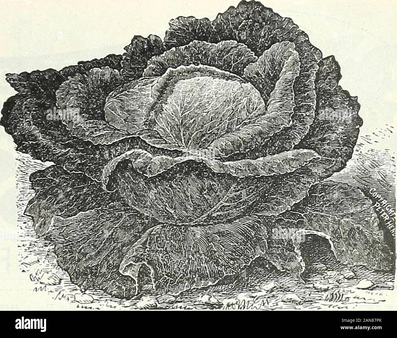 Blumenzwiebeln, Pflanzen und Samen für den Herbst Pflanzung: 1897. Mit nur vier oder fiveoutside Blätter, und diese so klein, und so wächst in der Nähe der Kopf, Thatit kann erfolgreich Zwanzig gepflanzt werden - ein Zoll auseinander, so nah wie anyvariety Wir kennen. Aber seine großen Wert liegt in der Tatsache, dass es der einzige erste frühe Plat Kohl. Es besitzt wunderschöne uni-formity in Form, runde, leicht an der Oberseite des Kopfes abgeflacht. Stammzellen isshort und erstreckt sich aber wenig in den Kopf; diese Funktion ist wertvoll, als itmakes fast der gesamte Kopf essbar. Die Maserung der Blätter ist besonders fein, in der Res Stockfoto
