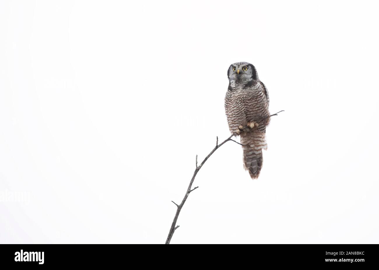 Die nördliche Hawk-Eule (Surnia Ulula) thront im Winter in Kanada auf einer Baumjagd Stockfoto
