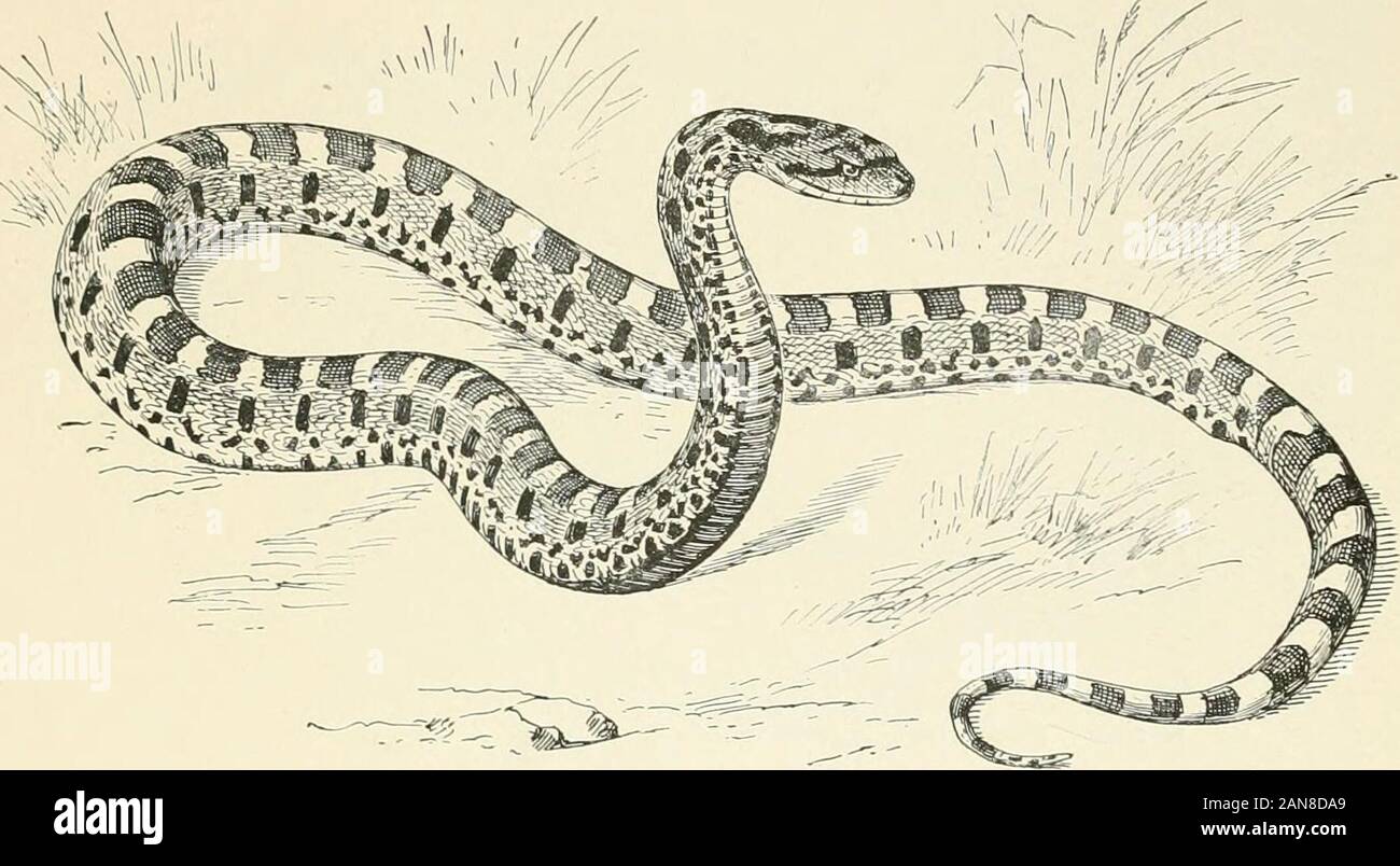 Reptilien-Versteck Mit Wasserbecken – Feuchthöhle Für Echsen, Schildkröten & Schlangen