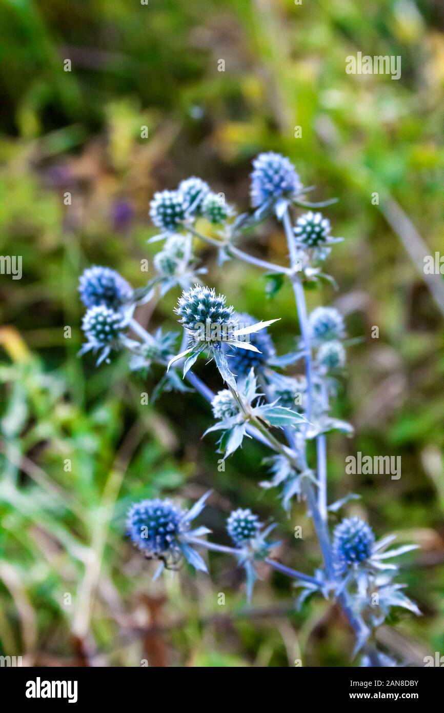 Nahaufnahme von Eryngium Planum (blau eryngo, Flachbild Caper) Blume wächst auf wilde Wiese. Eryngium verwendet als Arzneimittel und Küchenkraut Stockfoto
