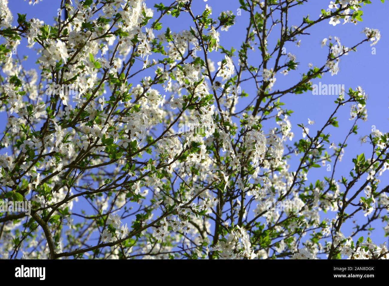 Feder pyrus domestica Blumen, europäischen Pear Tree blühen im Frühjahr vor dem azurblauen Himmel Stockfoto