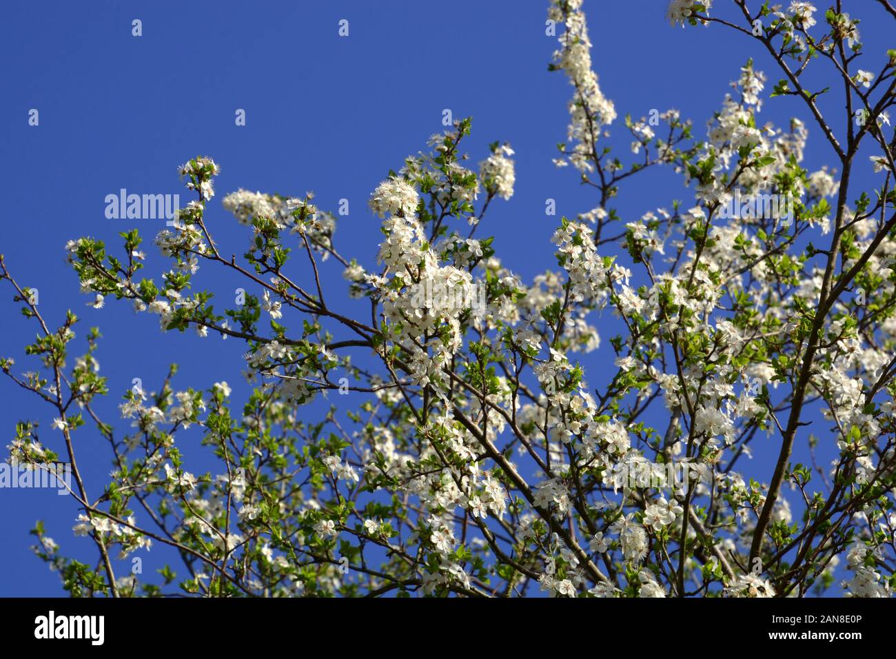 Zweigniederlassungen von Pyrus domestica Blumen, europäischen Pear Tree blühen im Frühjahr vor dem azurblauen Himmel Stockfoto