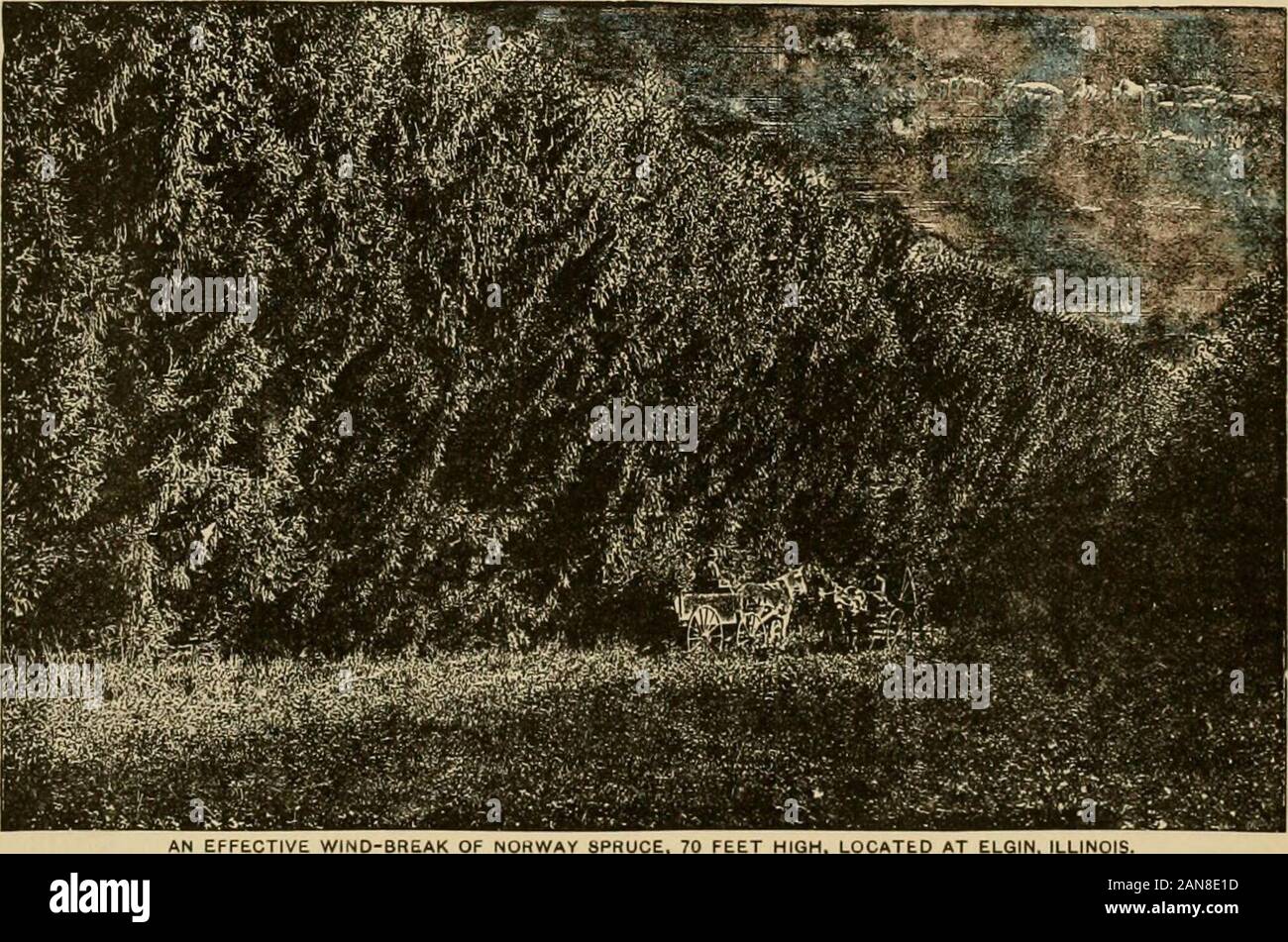 Beliebte Garten- und Obstbau; Eine illustrierte Zeitschrift für den Gartenbau in allen seinen Zweigen gewidmet. 16 2&gt; 4 Butternut... 10 18 8 Black Walnut 9 16 31 J Red Elm, 14 80 6M Pappel Birke 13 30 6 Balsam Poplar 12 30 6 Europäische Lärche 13 28 7 Heuschrecke 7 25 m Kastanie 10 22 7 Catalpa speciosa 13 28 10 Silver Maple 12 35 10^ mit Bezug auf die oben genannten Zahlen, ich mayadd, Butternut nicht aus seiner Rate ofrapid Wachstum so gut halten wie es für eine fewyears Zunächst versprochen. Weiß Esche wurde fortwo Jahre von Rinde Uce überprüft. Die heuschrecken Bäume arevery fein und gesund, nur wenige in allen, andwere Stockfoto