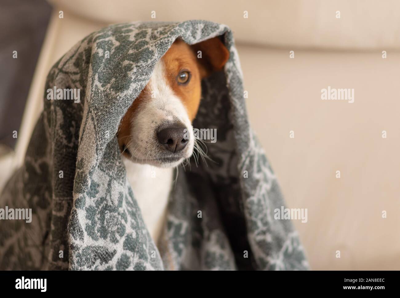 Indoor Portrait von Basenji Hund versteckt unter Bettdecke beim Sitzen auf einem Stuhl Stockfoto
