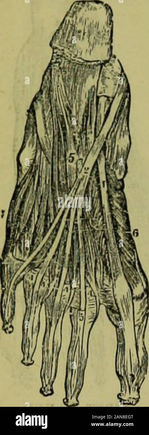 Die Thermalbäder Enzyklopädie: ein System der Wassertherapie und Hygiene. . * 116 PLAJITAR MUSKEL Anatomie. Abb. Cg. Der metacarpal Bone der Kleinen Zehe, und Mantel der Peronaeus Sehne; in die l eingefügt - ase Erste ofthe Phalanx der kleinen Zehe. 4. Transversuspedis; entsteht durch die Fleischigen rutscht aus den Köpfen der themetatarsal Knochen der vier kleineren Zehen; insertejinto die Basis der ersten Phalanx der großen Zehe, seine Sehne Wended, der adductorpollicis Abb. 66 zeigt die Tiefe - seiited Muskeln in der Sohle der thafoot. 1. Tendun von Zinn; flexor longus Pollicis. 2. Sehne ofthe Flexo Stockfoto