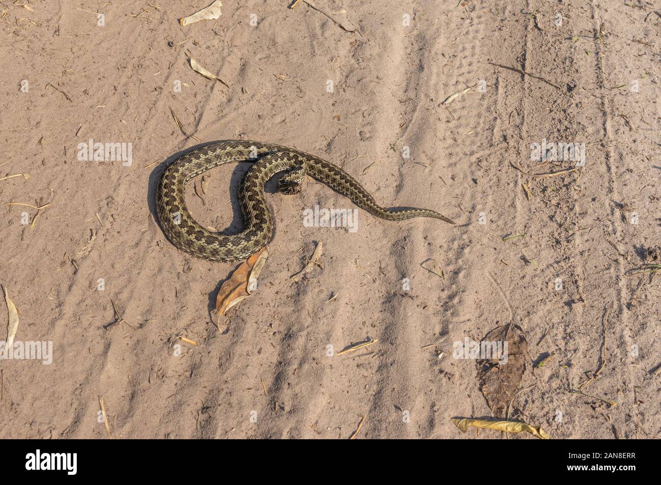 Vipera ursinii auf einem sandigen Boden an sonnigen, herbstlichen Tag liegen und zum Angriff bereit Stockfoto