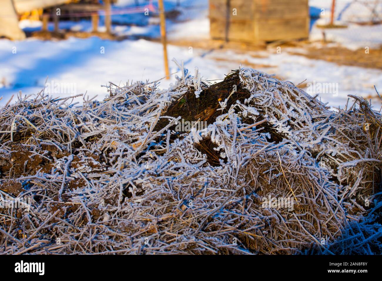 Kompost von gefrorenen Mist im Winter Stockfoto