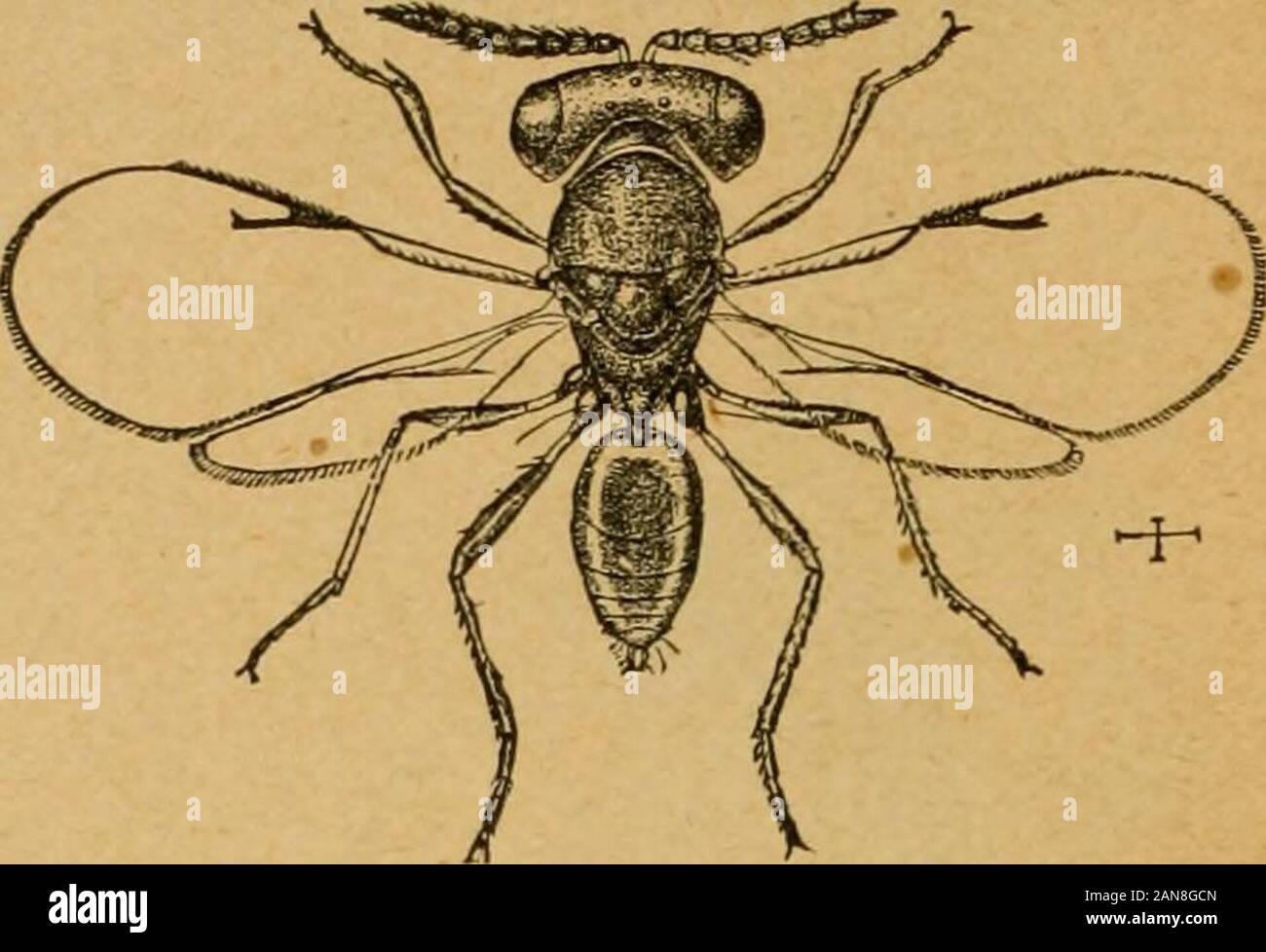 Eine erste Einführung in das Studium der entomologyTogether mit einem Kapitel zu Rechtsmitteln, oder Methoden, die bei der Bekämpfung von schädlichen Insekten verwendet werden kann ; insekt Feinde der Apfelbaum und seine Frucht, und das Insekt Feinde der kleine Körner. alcis maHae) weiblich.- [Nach Riley]. 102 Eine einleitende Einführung messen. Diese Insekten Fuchsbau im sandigen Boden und Bereitstellung Ihrer nestswith Spinnen und die larvre verschiedener Insekten, die sie erste paralyzeby sie stechen. Die differentspecies der Familie resembleone ein weiteres sehr eng, und sind daher eher difficultto bestimmen Speichern von der spe-cia Stockfoto