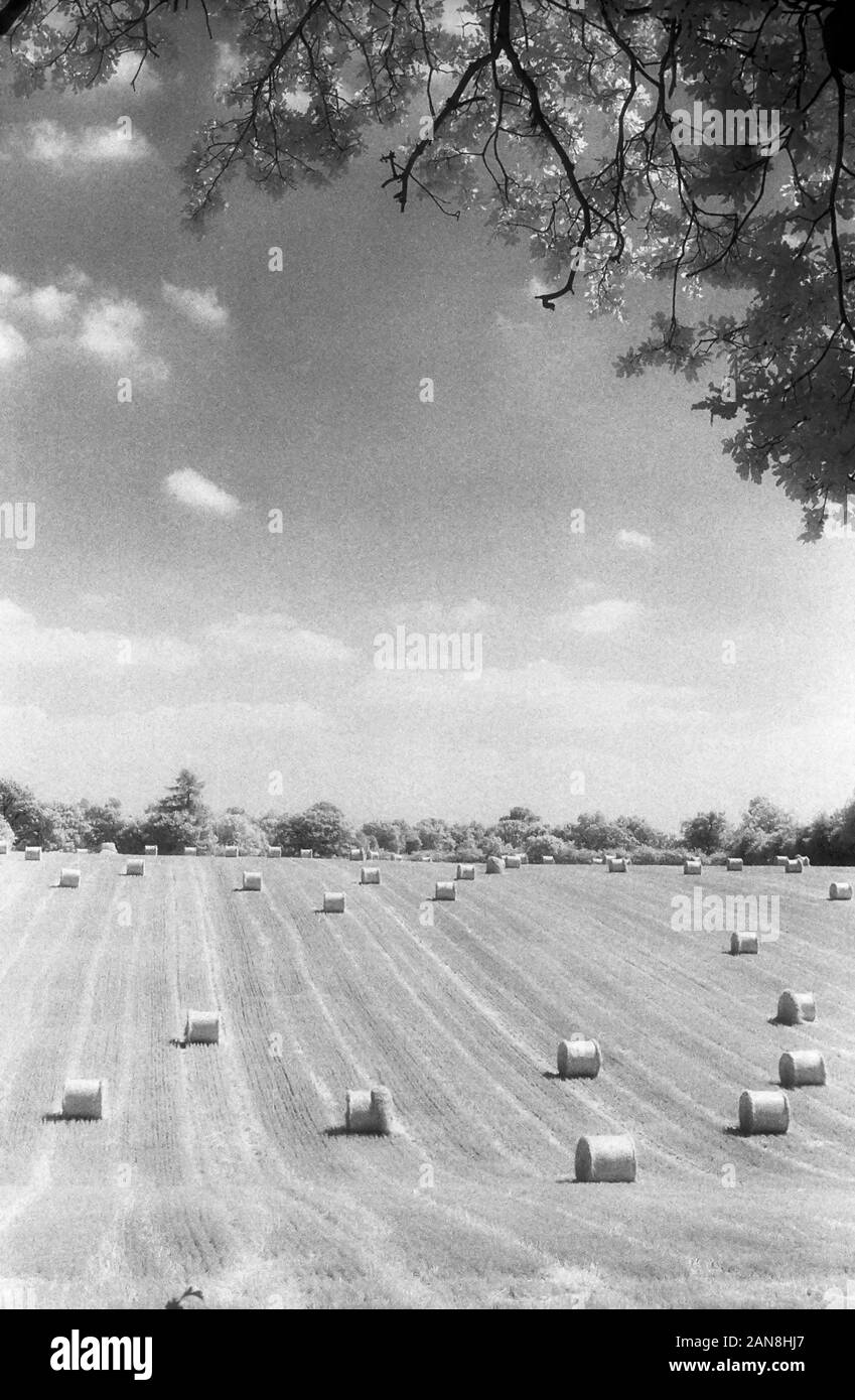 Strohballen auf einem abgeernteten Feld in der Nähe von Fawley Farm, "Filmore Hill, Hampshire, England, UK. Schwarz und Weiß infrarot Filmstock, mit seinen charakteristischen prominente Kornstruktur, hohem Kontrast und leuchtenden hellen Laub. Stockfoto