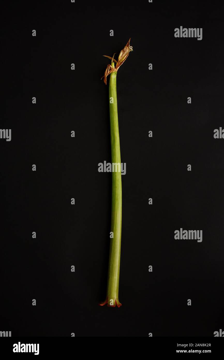 Grüne Stengel einer Blume auf dunklem Hintergrund Stockfoto