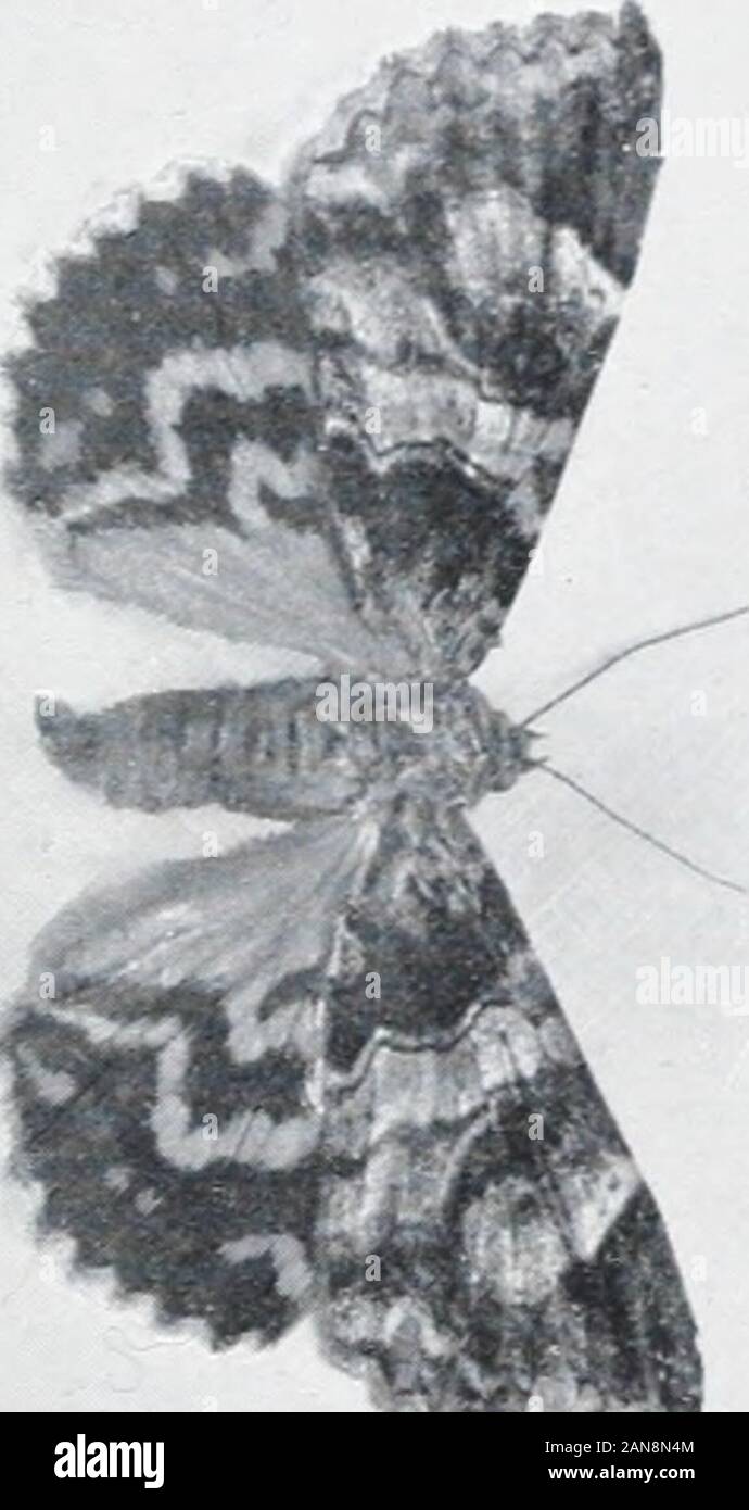 Wie die Natur zeigt Ihnen, Motten und Schmetterlinge der Usa, östlich der Rocky mountainsWith über 400 fotografischen Illustrationen im Text und viele Transfers von Arten aus dem Leben. Q=. Nr. L ^^^-r^ Stockfoto