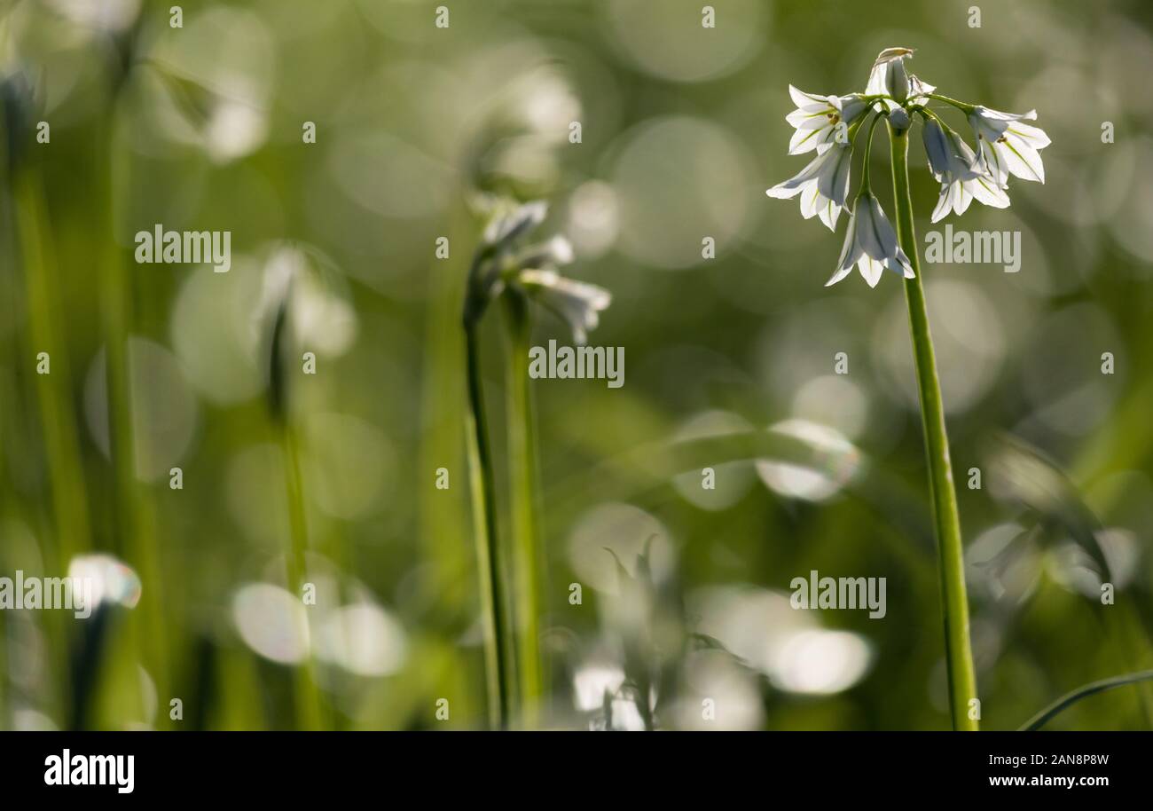 Weiß bluebell Blume blühen im Frühling Stockfoto