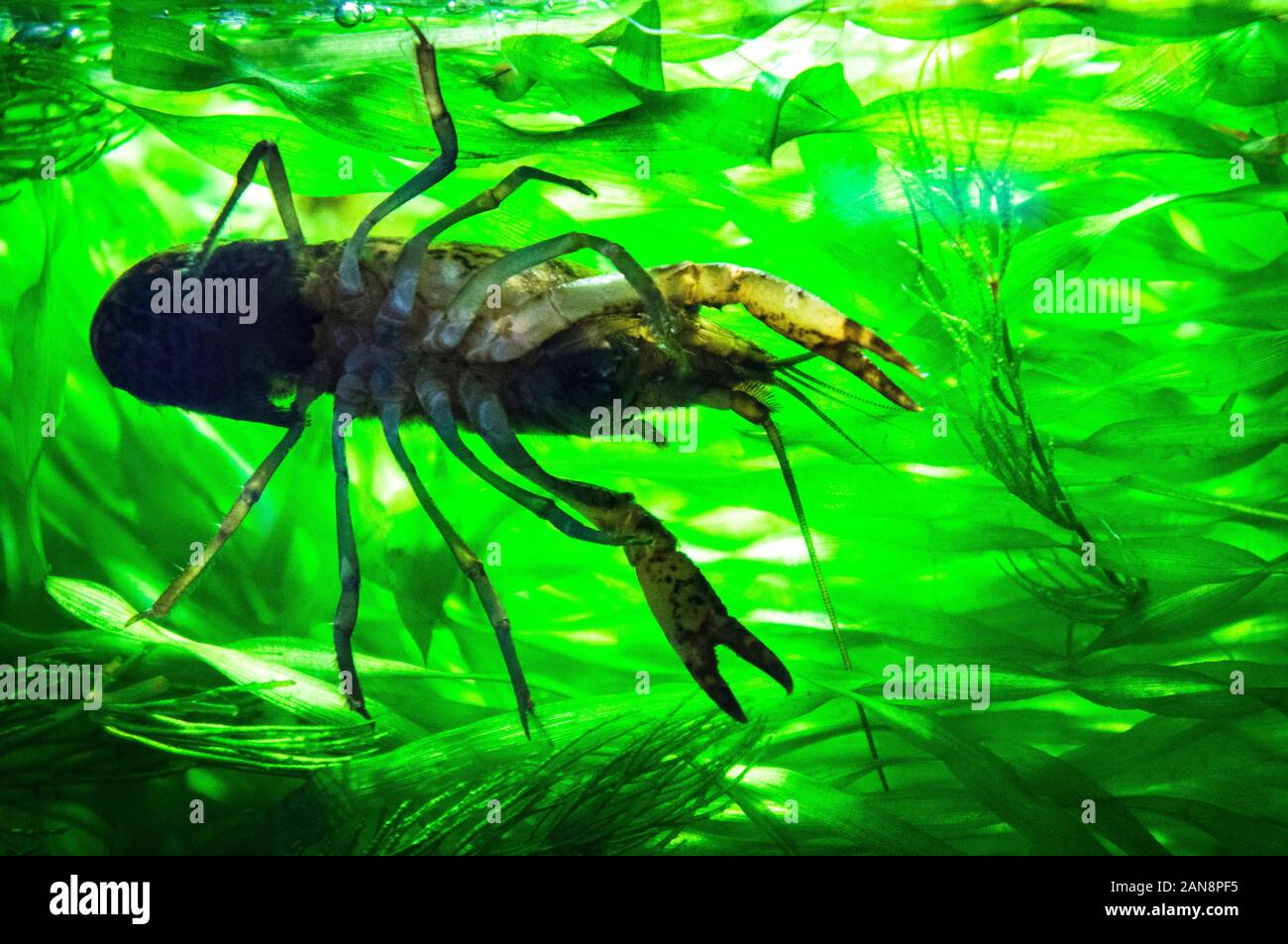 Marmorierte Flusskrebse, betrügerische Langusten, Procambarus virginalis (Procambarus fallax f. virginalis), Aquarium, Tschechische Republik, 22. Mai 2013. (CTK Photo/Li Stockfoto