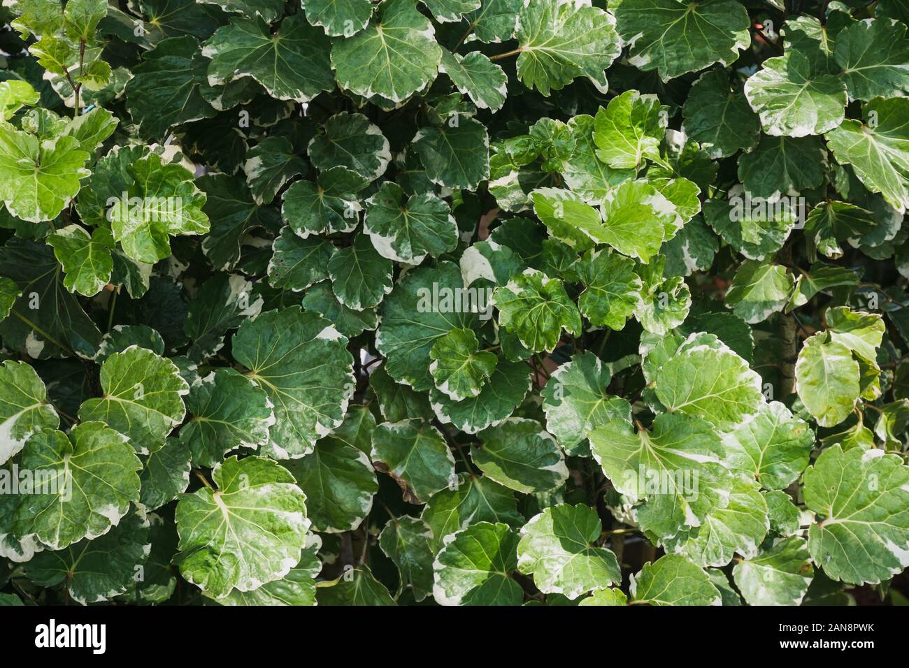Grünes Blatt Hintergrund verwenden uns Dekor natürliche Kulisse design Stockfoto