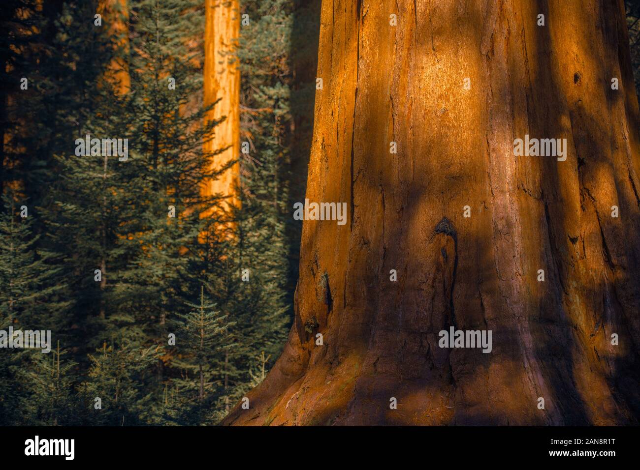 Kalifornien Sierra Nevada Mammutbäumen Wälder. Die Vereinigten Staaten von Amerika. Allein lebenden Arten in der Gattung Sequoiadendron und eines von drei Arten Stockfoto