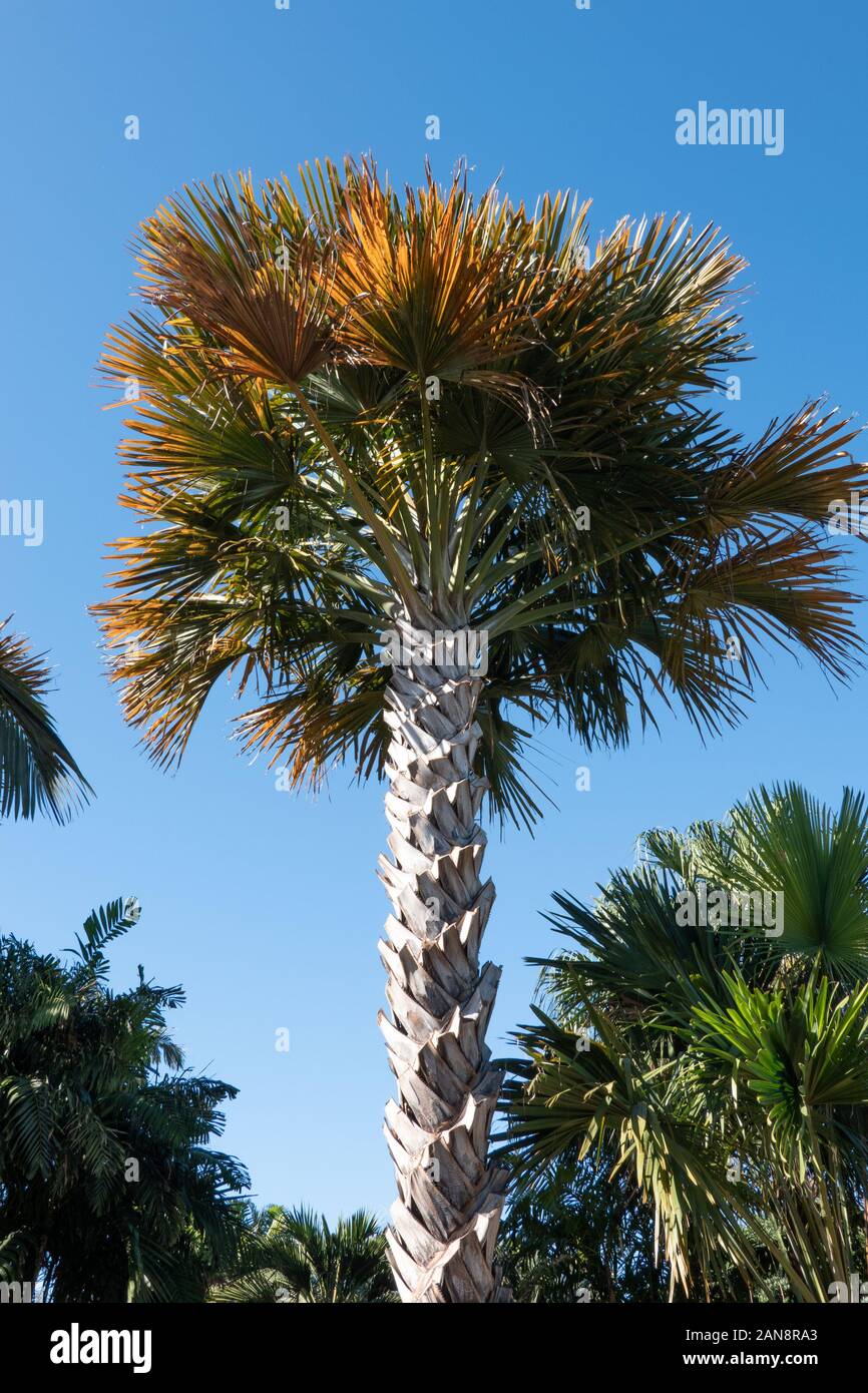 Wunderschönen großen tropischen Ozeanien Palmen - Corypha Hugepalm Baum im Park Stockfoto