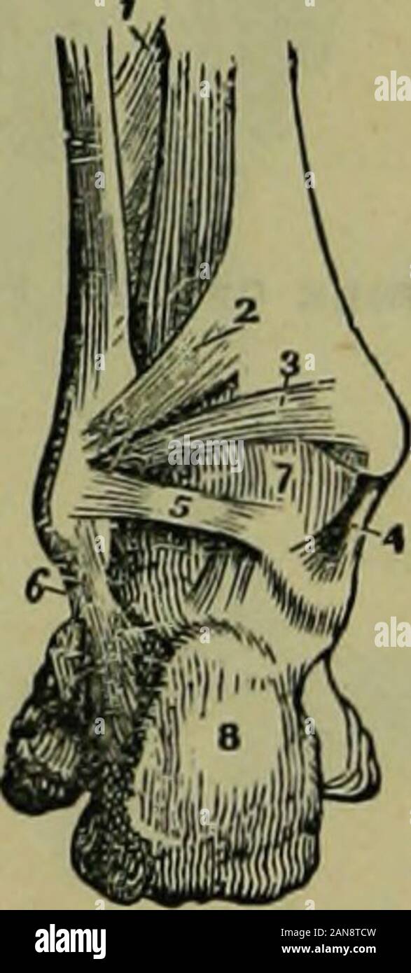 Die Thermalbäder Enzyklopädie: ein System der Wassertherapie und Hygiene. . Sprunggelenk NACH AUSSEN. Abb. 39 ist eine hintere Ansicht des Fußgelenks. 1. Unteren Teil des interosseous Membrane. 2. Posterior inferior Ligament con stromlos sein, das Schienbein und Wadenbein. 3. Transverse Ligament. 4. Internallateral. 5. Fasciculus Posterior des internen lateral. 6. Middlefasciculus des externen lateralen. 7. Synovial Membrane. 8. Oscalcis. Die Tarsal Gelenke - Knochen des tarsusare verbunden durch dorsalen Ligamente, die fromeach Knochen an alle anderen zusammenhängenden: Die plantare, die verbinden Ihre unter Oberflächen si Stockfoto