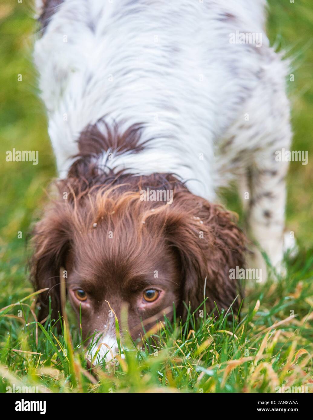 Eine junge, 18 Monate alt, English Springer Spaniel während ein Feld Schulung Stockfoto