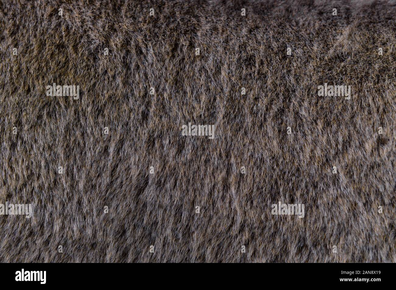 Grau flauschige Felltextur im Hintergrund Stockfoto