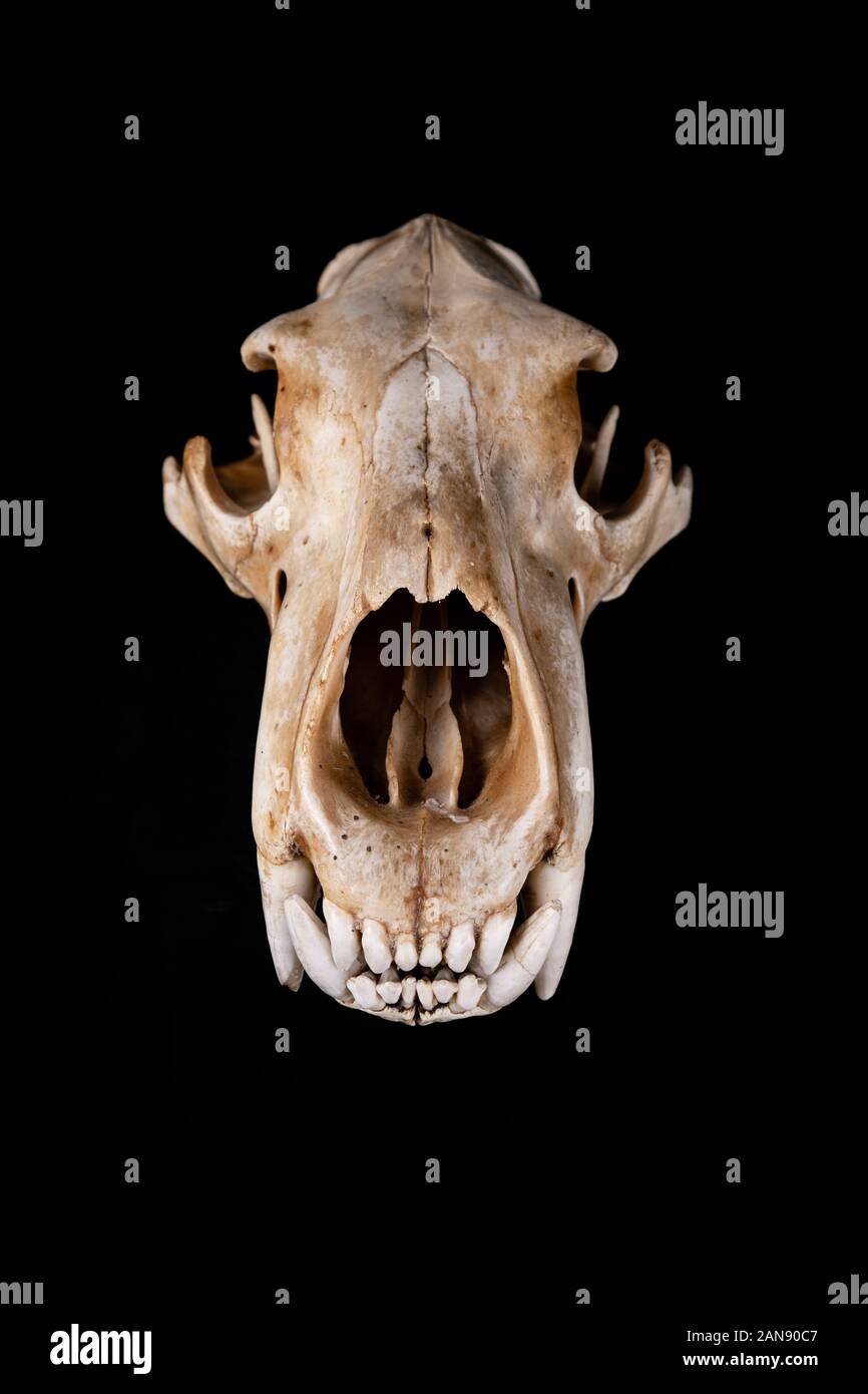 Schädel eines Eisbären - ursus maritimus von oben auf schwarzem Hintergrund gesehen Stockfoto