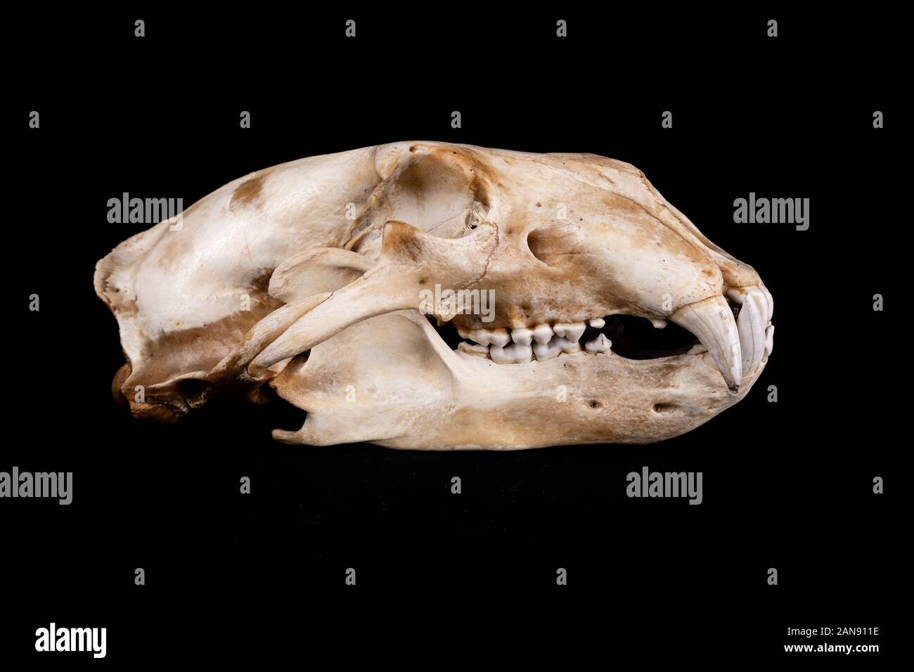 Schädel eines Eisbären - ursus maritimus von der rechten Seite auf schwarzem Hintergrund gesehen Stockfoto