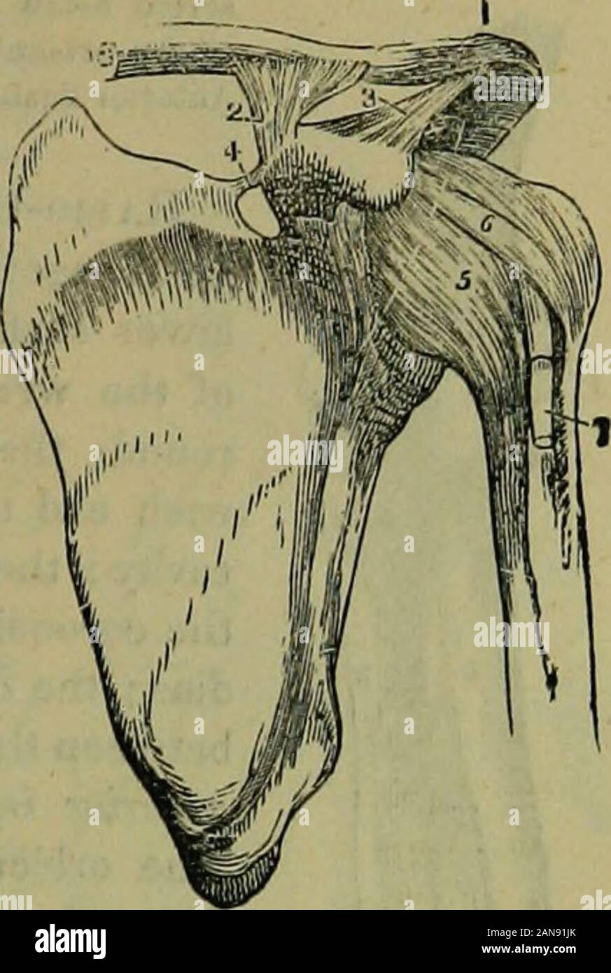 Die Thermalbäder Enzyklopädie: ein System der Wassertherapie und Hygiene. . Sterno-schlüsselbeinanteil Gemeinsame. Das Schultergelenk. - Das Schulterblatt und Humerus bilden eine Kugel-und-steckschlüsseleinsatz Artikulation; seine Bänder sind die kapselfibrose, coraco-humrral, andglenoid BTNDESMOIOGT. 80 FSME-Bänder Der scapula und shoulderW&gt; int Erz in Abb. 30 zu sehen. 1. Superior aciomio - eiavicular. 2. Coraco-schlüsselbeinanteil. 3. Coraco-scromial. 4. Quer. Kapselfibrose. 6. Co - faco-huraeral. 7. Der lc * £ g Sehne des thebiceps Muskel Erteilung von Der kapselfibrose Liga- und Eingabe der bicipital Groove. Die kapselfibrose Ligament umkreist theheads von Stockfoto