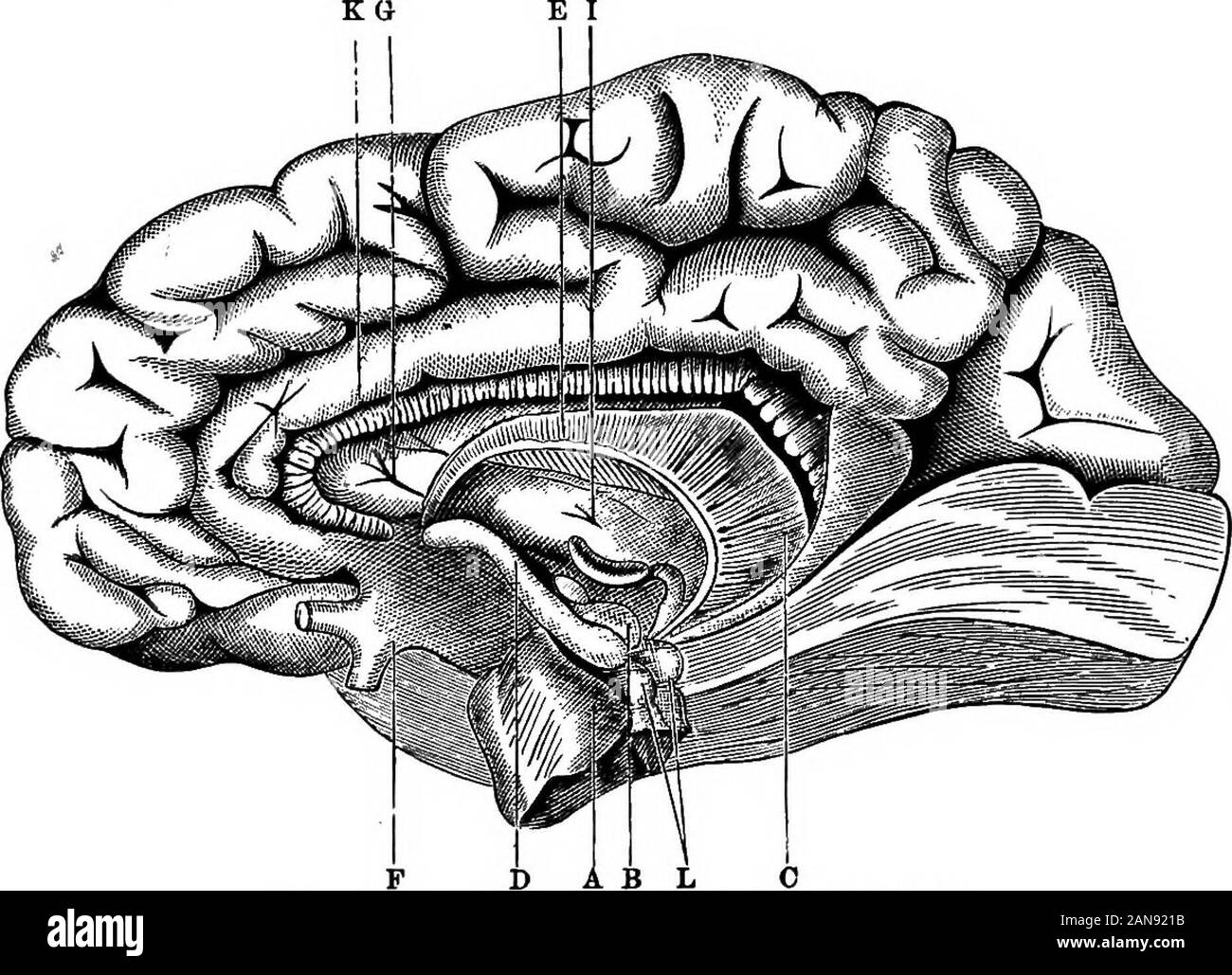 Eine bebilderte Medizinische encyclopaedic dictionaryBeing ein Wörterbuch der technischen Begriffe von Schriftstellern auf die Medizin und die Sicherheiten, in der Latein, Englisch, Französisch und Deutsch. Die interne, externe CAPSDLE Gesicht. [A. 394.] A, radluting Fasern; B, Fuß der inneren Kapsel; C, inneren Kapsel Ceztemal Gesicht.). Der inneren Kapsel, interne Gesicht. [A, 394.] Abschnitt der iba-Höcker; B, zerebrale pednncle, Fasern des Blütenstandsstiels (direkt in die Optik tbalamust; C, Fasern ttom Optic thalamus dem eztra - ventricuiar Kern denticular Ganglion) von Th Stockfoto