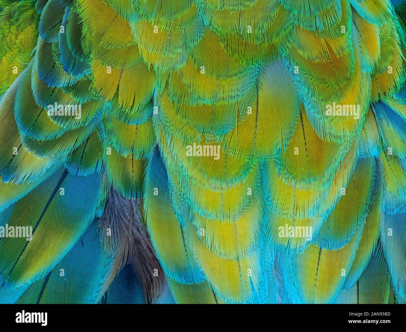 Detailansicht der blau gelben Federn von tropischen Ara Papagei Stockfoto