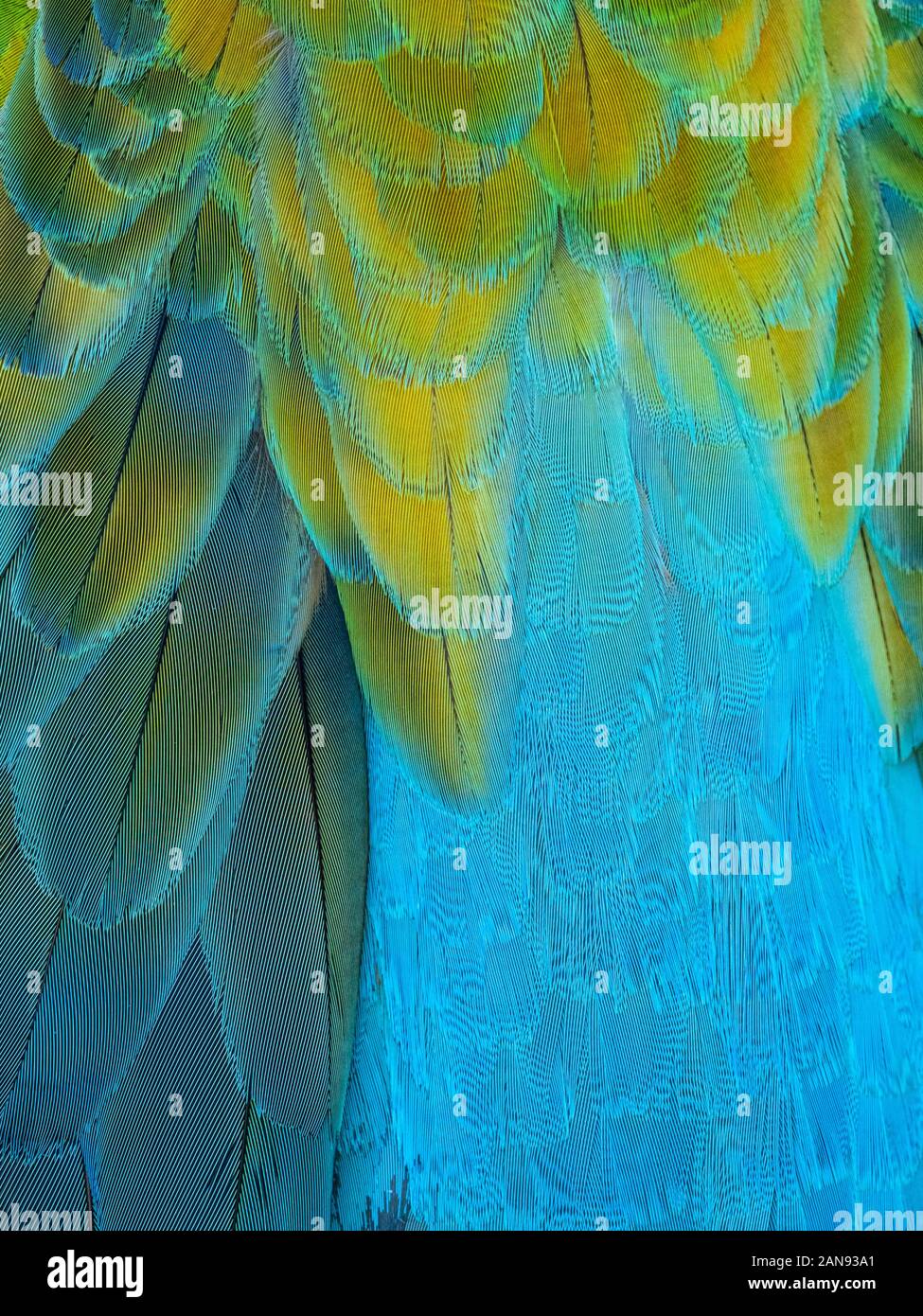 Detailansicht der blau gelben Federn von tropischen Ara Papagei Stockfoto