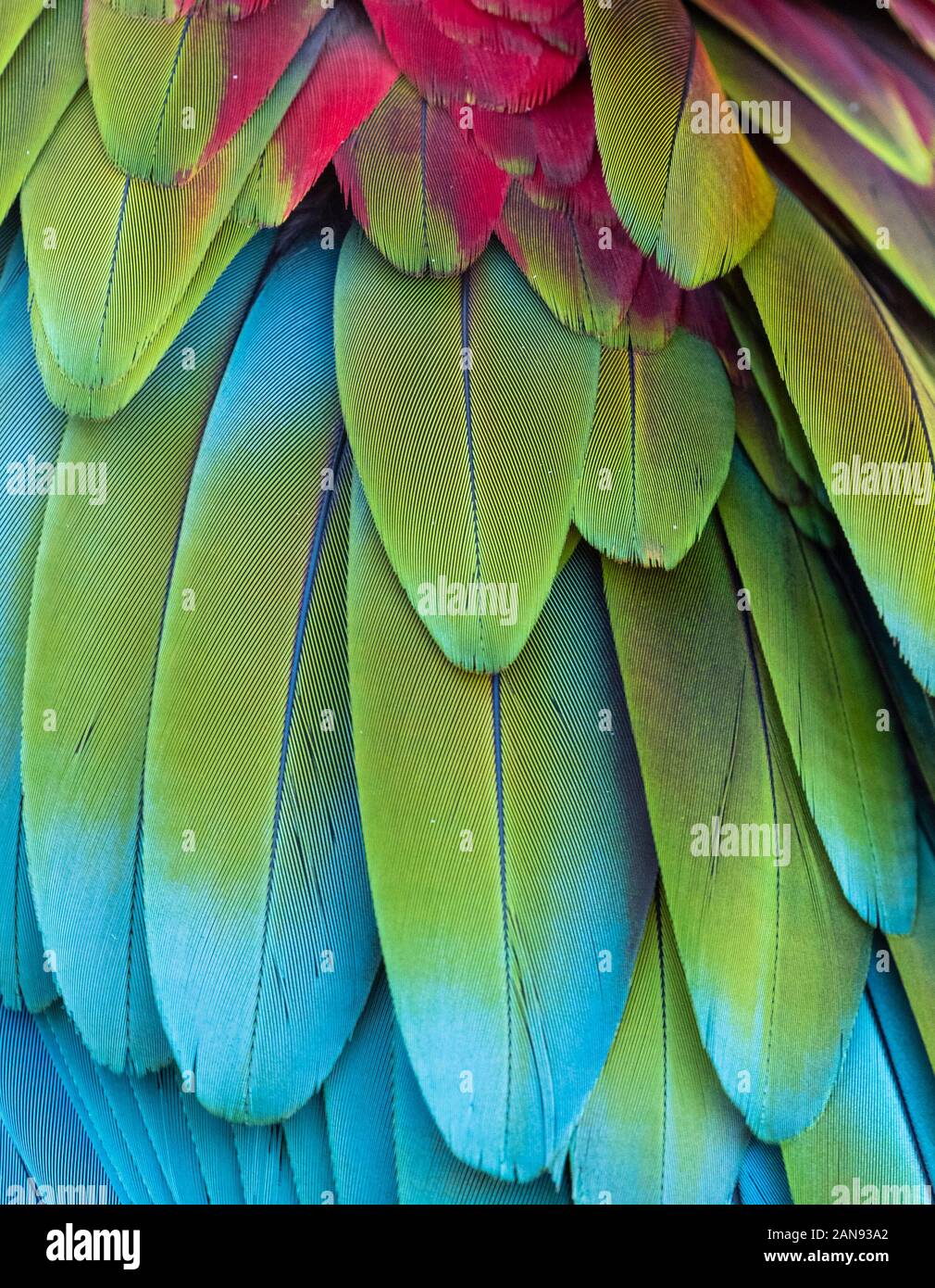 Detailansicht der blau gelben und roten Federn von tropischen Ara Papagei Stockfoto