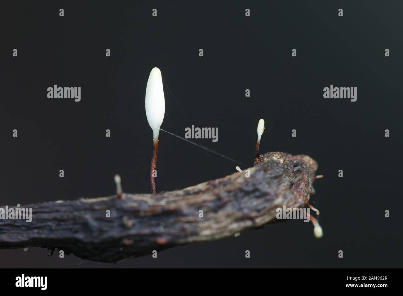 Typhula erythropus, wie redleg club Pilz bekannt, Pilze aus Finnland Stockfoto