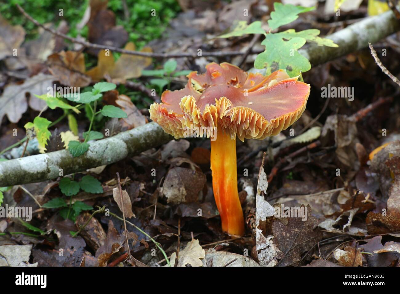 Hygrocybe punicea, wie Crimson waxcap oder Scharlach wächserne Gap bekannt, Pilze aus Finnland Stockfoto