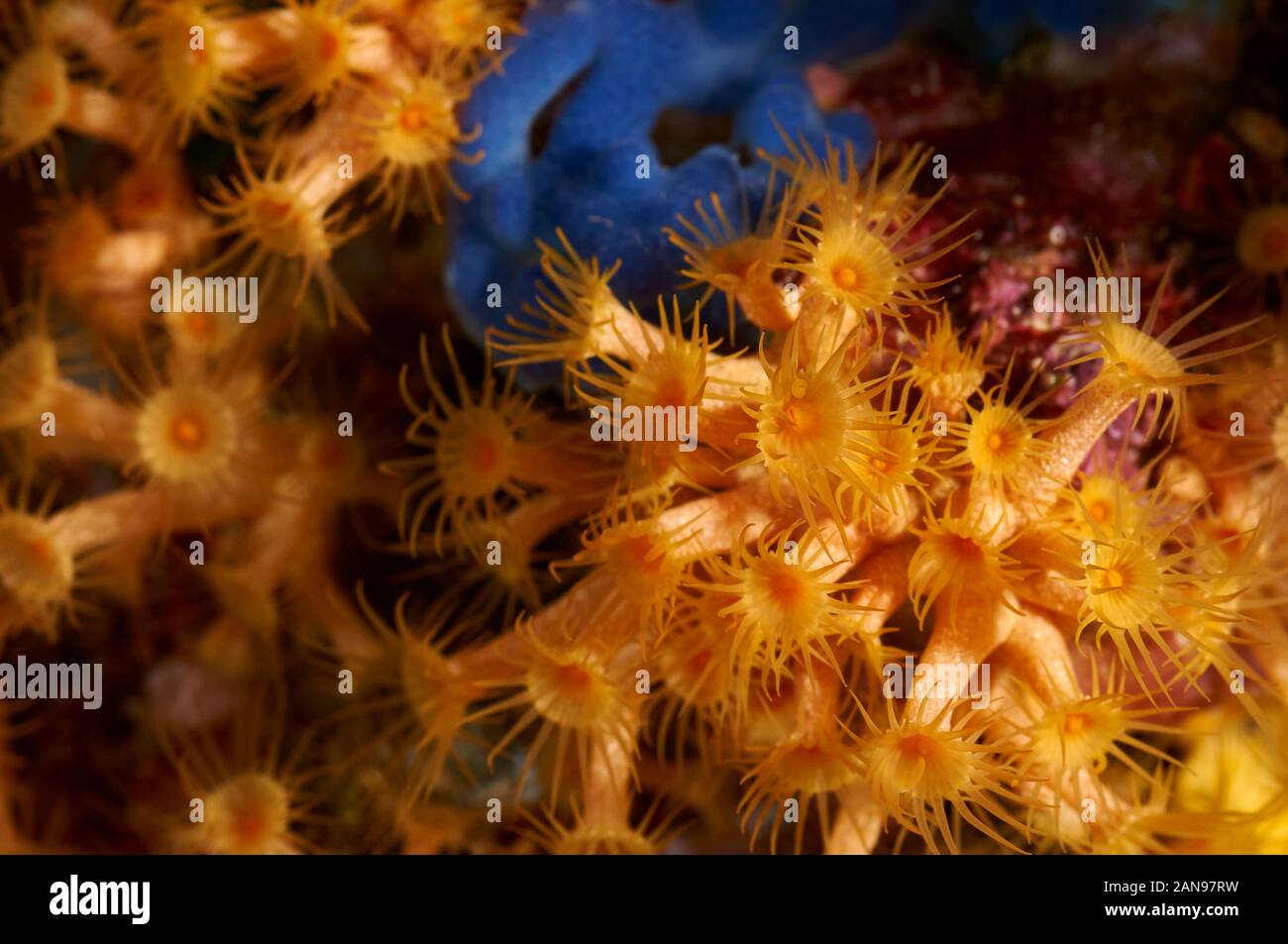 Gelber Cluster Anemone (Parazoanthus axinellae) Close-up in Ses Salines Naturpark (Formentera, Pityuses, Balearen, Mittelmeer, Spanien) Stockfoto