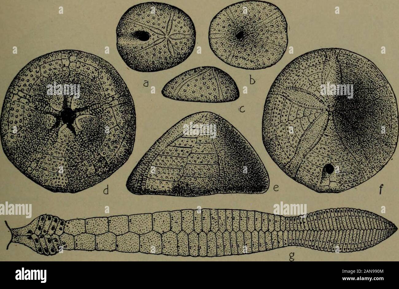 North American Leitfossilien, wirbellose Tiere. FlG. 1927. Encope macropkcra, laterale und dorsale Ansichten. Natürliche Größe. (Nach McCrady.) niedrig, der hinteren seitlichen Paar tiefste; periproct am proximalen Hang ofposterior lunule. Zu den jüngsten E. grandis Agassiz von LowerCalifornia Küste. Pliocenic Mergel von South Carolina. TA-ECHINODERMA ECHINOIDEA. 595 um SPATANGOIDA Duncan. XXIV. EcHiNOBRissus Brcyn. Test variable Dreschkorb unterhalb. Ambulacra ungleiche, öffnen Sie am Ende des subpetaloid Teile. Paare von Poren in einfachen Serie, die äußeren Bügelfalte. Unter dem subpetaloid Teile die Poren arein kleine Verpflich Stockfoto
